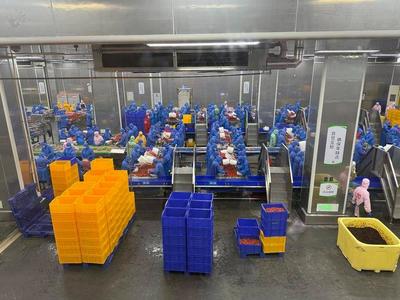 石首農(nóng)產(chǎn)品加工業(yè):開足馬力生產(chǎn)忙 產(chǎn)銷兩旺勢頭好